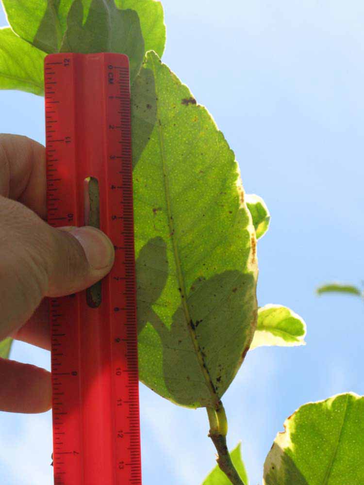              Unifoliolate leaf (Winter Haven, FL)       